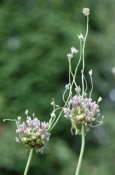 Babbington's Leek , Onion Plants